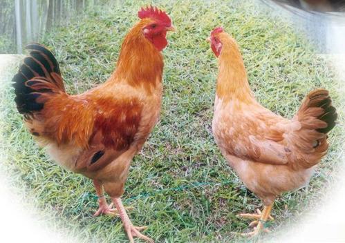 殼寡糖的作用與應用前景