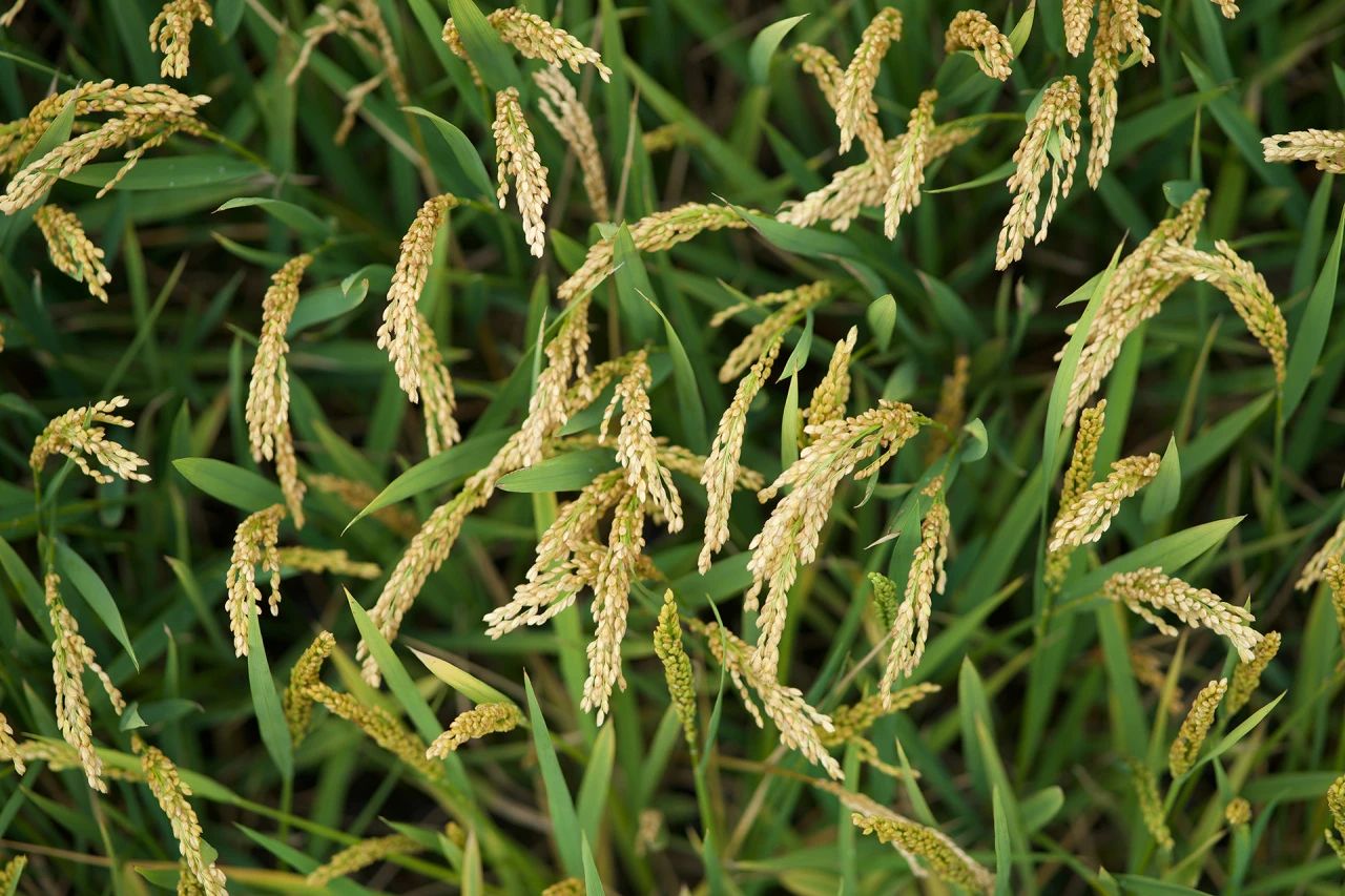 殼寡糖在我國農業上的應用