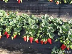 殼寡糖對草莓保鮮作用的應用研究